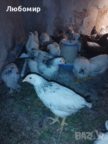 Записвам за ярки на 2 месец, снимка 6 - други­ - 53601862