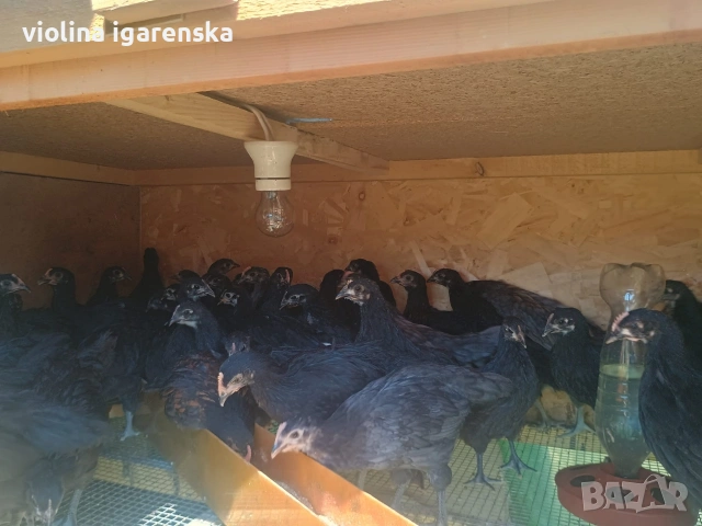 ярки и пилета 