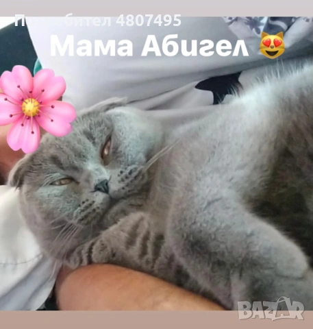 Продавам шотландски клепоухи малки котенца 😻, снимка 8 - Други - 54309809