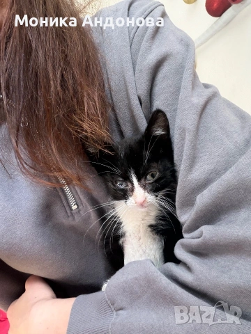 МЪЖКО КОТЕНЦЕ Търси дом, снимка 3 - Други - 55142831