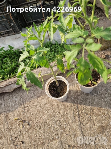 Розови едри домати, снимка 3 - Разсади - 54194380