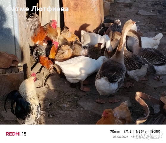 Лебедови гъски, снимка 2 - други­ - 54824371