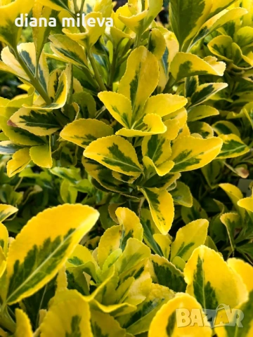 Евонимус Ауреа, Euonymus Japonica Aurea