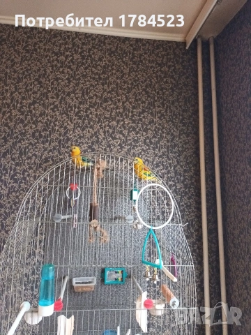 Мъжки поен папагал, снимка 15 - Папагали - 54084418