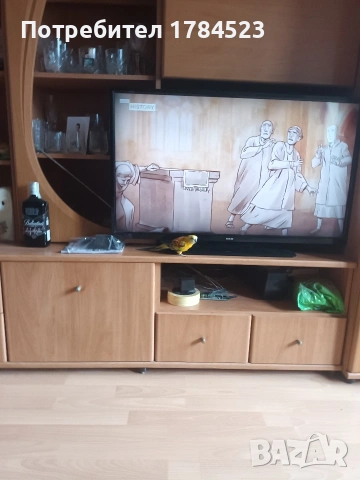 Пойни папагали мъжки , снимка 4 - Папагали - 55249757