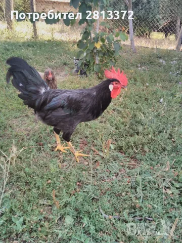Петли Петел Черен Легхорн Leghorn, снимка 2 - други­ - 55251872
