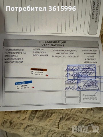 Кавалер Кинг Чарлз, снимка 7 - Кавалер кинг чарлз шпаньол - 55080723