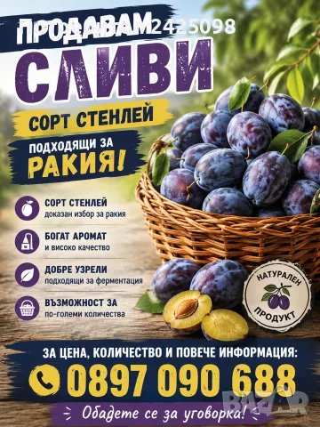Продавам сливи Стенлей – подходящи за ракия
