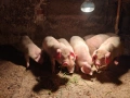 Малки прасенца , снимка 1