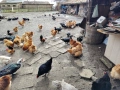 кокошки порода орпингтон и шабо , снимка 2