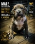 ТОП !!! Американско Були Хл American BULLY Xl ABKC, снимка 3