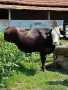 Продавам крави и телета с. Брест област Плевен, снимка 7