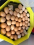 Продавам домашни пилета, снимка 5
