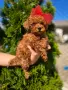 Пудел Той / Poodle toy/, снимка 1