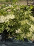 Пъстролистен Черен Бъз, снимка 5