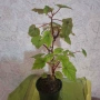 Бегония Grandis, снимка 6
