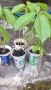 Продавам растения Дива лоза (Parthenocissus quinquefolia), снимка 7