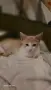 Подарамам мъжко котенце , снимка 4