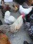 Чифт Шведски исбар , снимка 1