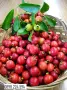 Ягодова гуава (Psidium cattleyanum) – екзотично плодно растение с ароматни плодове, снимка 1