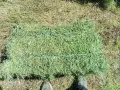 Бали сено и люцерна , снимка 2