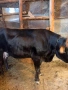 Продавам юница, снимка 3
