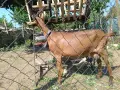 Продам коза Алпин, снимка 2