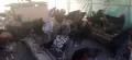 Млади петли за  гледане., снимка 3