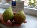 Смокини в кофичка., снимка 7