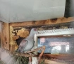 Продавам гвинейски гълъби, снимка 3