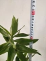 Драцена Dracaena angustifolia!, снимка 4