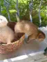 🐾 Чистокръвни котенца Scottish Fold / Scottish Straight – Golden & Silver 🐾, снимка 6