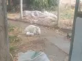 продавам 4  бели сиамски котенца, снимка 3