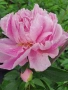 Paeonia ‘Sweet Sixteen’ (Божур „Сладки шестнадесет“), снимка 2