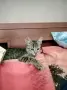 Търсим дом за Леа, снимка 1