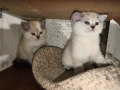 британски късокосмести, снимка 12