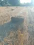 малки бали овес, снимка 3