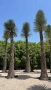 Уникална студоустойчива дървовидна юка Yucca filifera , снимка 4