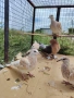 Скумрийки гугутки , снимка 3