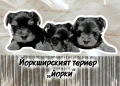 Йоркширски териер , снимка 3