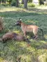 Малки кученца белгийска овчарка , снимка 4