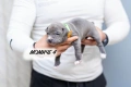 Продават се кученца Питбул Bluenose, снимка 8