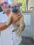 Подарявам  кученце немска овчарка, снимка 2