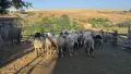 Продавам стадо от 240 овце - млади, здрави и добре гледани, снимка 3