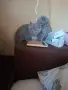 Шотландски котенца , снимка 4