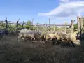 Продавам малко стадо овце, снимка 6