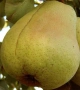 Продавам попска круша , снимка 3