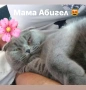 Продавам шотландски клепоухи малки котенца 😻, снимка 8