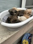 Продавам кучета Пекинез, снимка 10