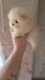 Померанчета мъжки и женски, снимка 1